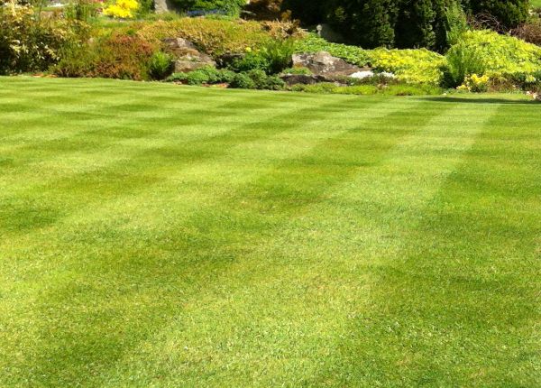 Commercial Grass Cutting in Bluffton