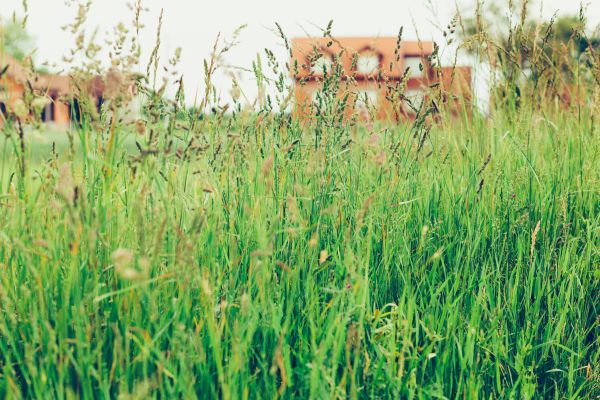Tall Grass Cutting in Bluffton