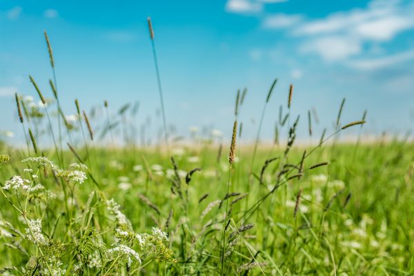 High Grass Trimming in Bluffton
