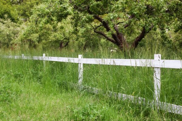 Fence Line Trimming in Bluffton